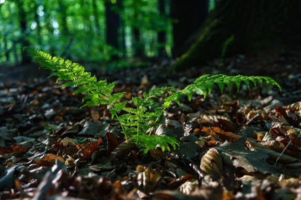 Selective Focus Shot Green Common Ostrich Plant Field Full Dry — Stock Photo, Image