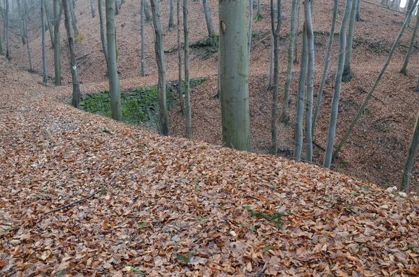 Una Mistica Foresta Spaventosa Con Alberi Giganti Colline Piene Foglie — Foto Stock