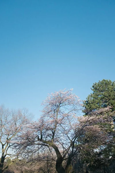 Filiais Uma Árvore Florescente Contra Céu Azul Toronto Canadá — Fotografia de Stock