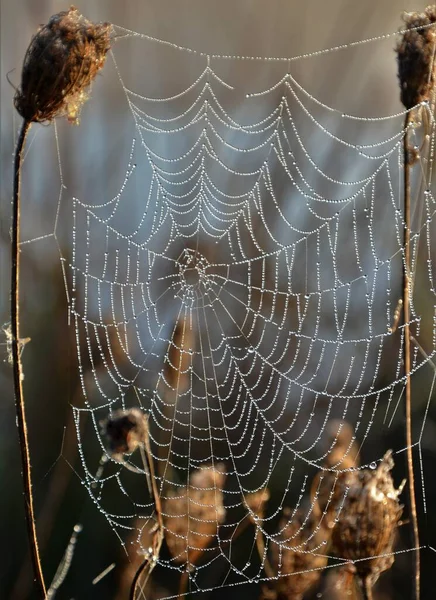 Plan Vertical Sélectif Une Toile Araignée Sur Petites Plantes Capturées — Photo