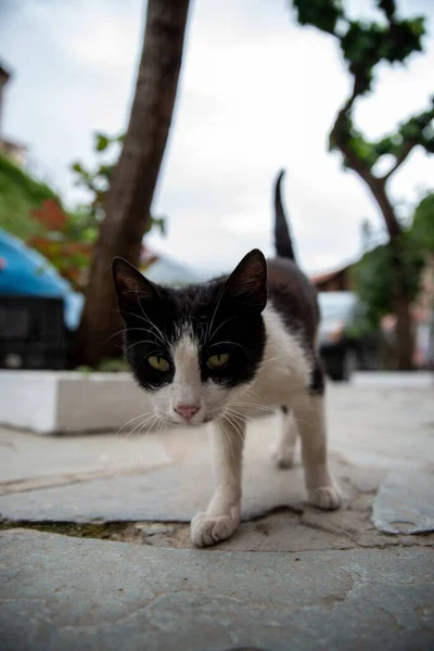 Tiro Close Gato Preto Branco Caminhando Direção Câmera — Fotografia de Stock