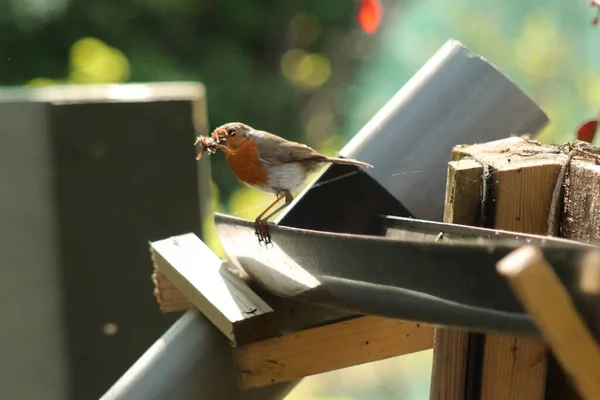 Tiro Pequeño Pájaro Sentado Aire Libre Guardando Comida Con Pico — Foto de Stock