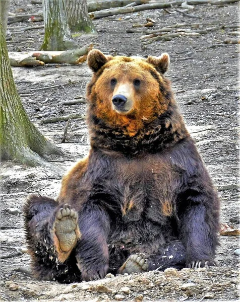 Вертикальная Картина Медведя Лесу Солнечным Светом — стоковое фото
