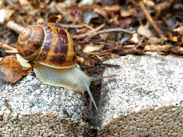 Snail Stone Garden — Stock Photo, Image
