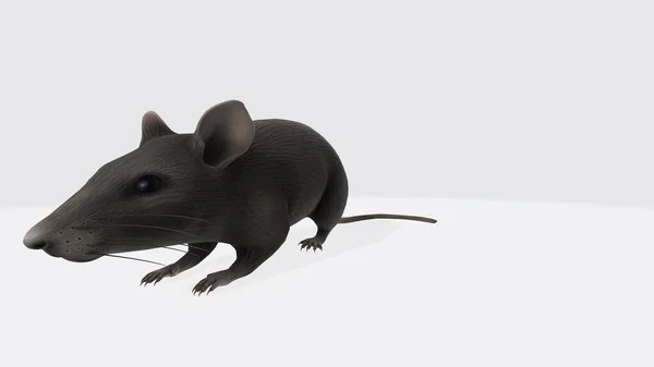 Невропатія Голодної Миші Цікава Деревна Миша Apodemus Silvaticus Милими Чорними — стокове фото