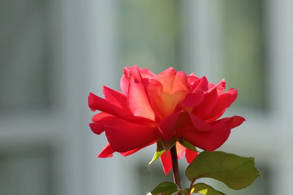Piękny Poziomy Strzał Różowej Róży Rozmytym Tle — Zdjęcie stockowe