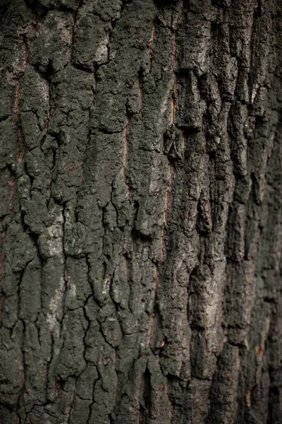 Närbild Trädet Bark Med Vackra Mönster För Grafisk Design Eller — Stockfoto