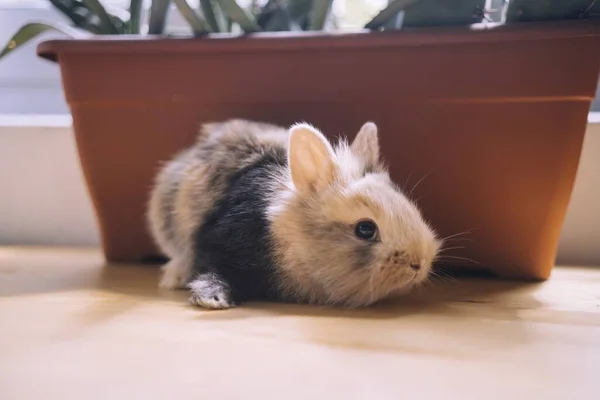 Gros Plan Mignon Petit Lapin Brun Noir Sur Rebord Fenêtre — Photo