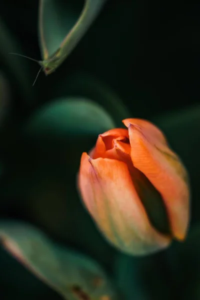 Primo Piano Verticale Tulipano Arancione Uno Sfondo Sfocato — Foto Stock