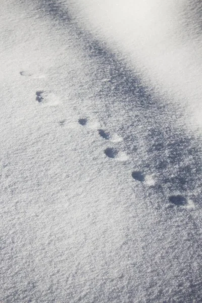 雪地上一个垂直的高角度的圆形动物脚印照片 — 图库照片