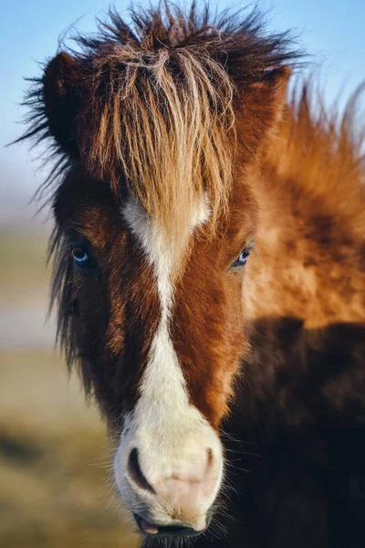 カメラを見ている茶色の馬の垂直閉鎖ショット — ストック写真