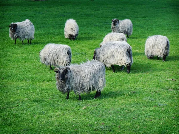 Group Black Faced Sheeps Eating Grass Field Spring — Stock Photo, Image