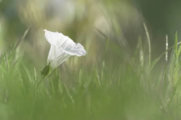 Çimenlikteki Beyaz Bir Çiçeğin Yakın Plan Çekimi — Stok fotoğraf