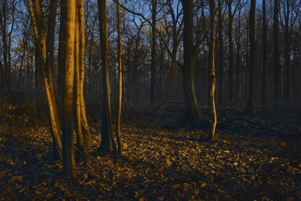 Прекрасний Знімок Сонячного Світла Сяє Лісі — стокове фото