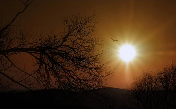 Silueta Árbol Desnudo Caído Pájaro Volando Cerca Puesta Del Sol —  Fotos de Stock