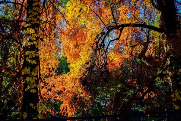 Eine Wunderschöne Herbstlandschaft Park Giardini Pubblici Indro Montanelli Mailand Italien — Stockfoto