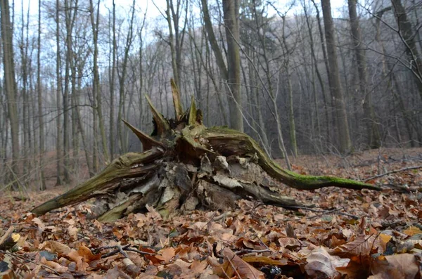 Foco Seletivo Uma Raiz Árvore Gigante Uma Floresta Assustadora — Fotografia de Stock