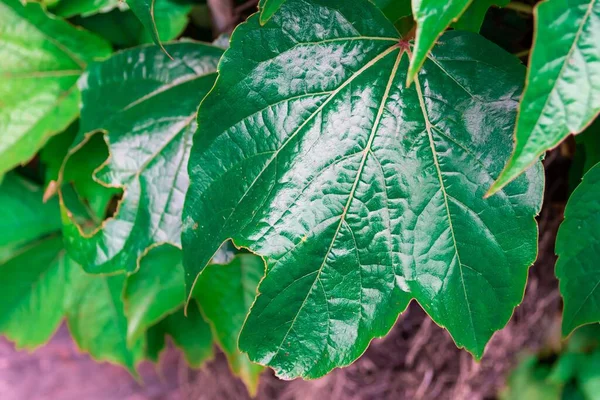 Eine Nahaufnahme Von Wachsenden Grünen Blättern Mit Erde Hintergrund — Stockfoto