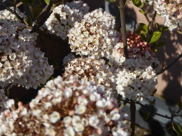 Gran Cantidad Hermosas Flores Naranjas Color Blanco Jardín — Foto de Stock