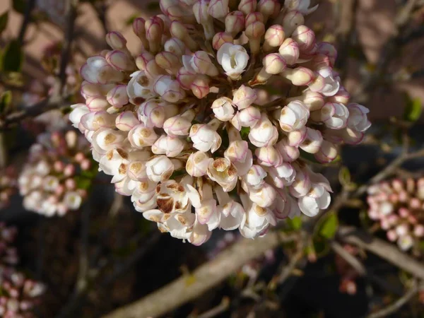 Een Close Shot Van Mooie Witbloemige Hortensia Bloemen Een Tuin — Stockfoto