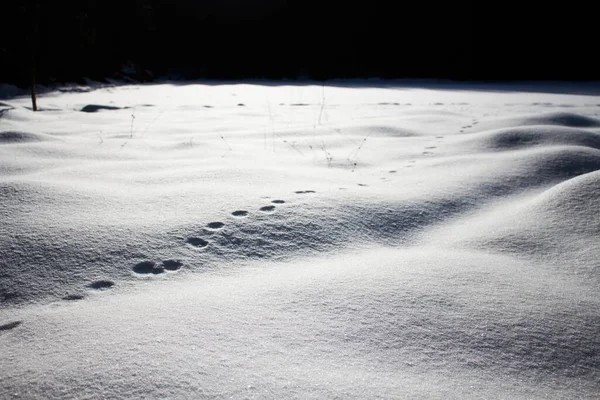 Pegadas Redondas Animais Neve — Fotografia de Stock