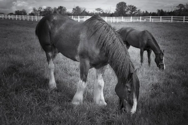 在乌云密布的天空下 在谷仓里拍摄了许多马的特写镜头 — 图库照片