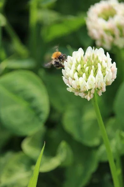 Pionowe Ujęcie Pszczoły Siedzącej Białym Kwiatku — Zdjęcie stockowe