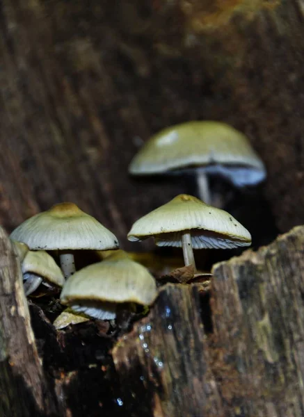 Een Dichtbij Shot Van Paddestoelen Groeiend Een Boom Stam — Stockfoto