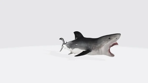Uma Renderização Grande Tubarão Branco Isolado Fundo Branco — Fotografia de Stock