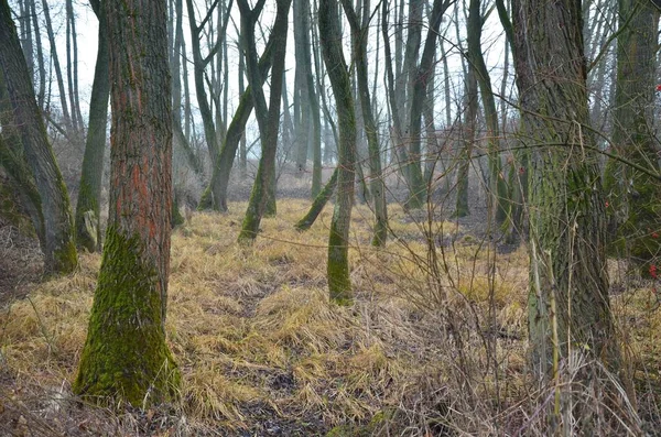 Selektywne Skupienie Się Przerażającym Mglistym Lesie Idealne Tapety — Zdjęcie stockowe