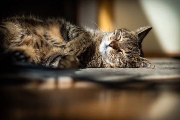 Cute Cat Lying Floor Home — Stock Photo, Image