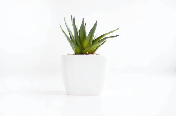 Eine Nahaufnahme Einer Kleinen Topfpflanze Isoliert Auf Weißem Hintergrund — Stockfoto