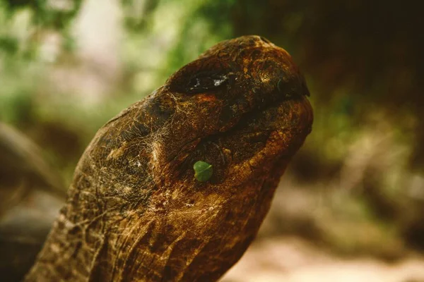 Closeup Shot Serpent Snake Jungle — Stock Photo, Image