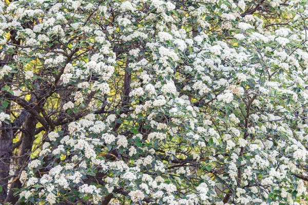 Flores Brancas Árvore Florescendo Dia Ensolarado — Fotografia de Stock
