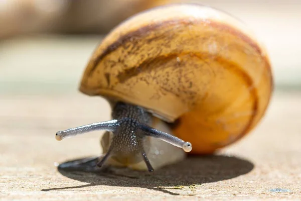 Closeup Shot Snail Crawling Surface Captured Sunny Day — Stock Photo, Image