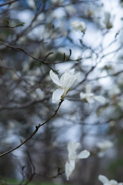 白花特写生长在树枝上的一朵白花的特写镜头 — 图库照片
