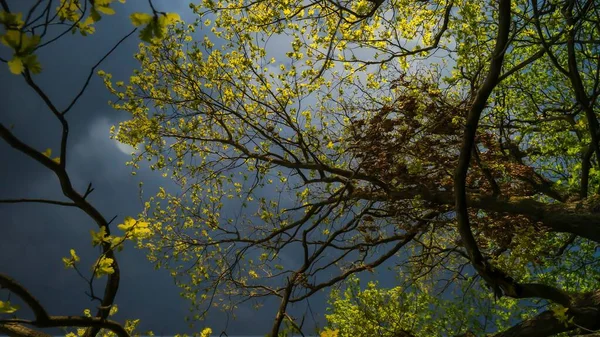 Tiro Ângulo Baixo Uma Árvore Com Folhas Verdes Céu Nublado — Fotografia de Stock
