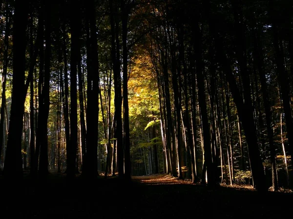 Eine Atemberaubende Aufnahme Eines Schattigen Geheimnisvollen Waldes Großartig Für Hintergrundbilder — Stockfoto