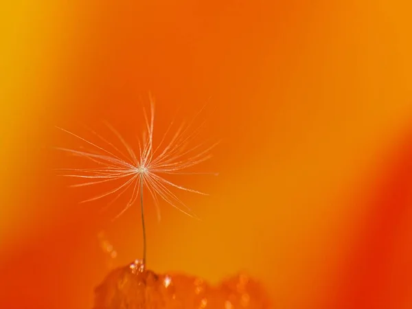 오렌지 배경에 고립된 민들레의 매크로 — 스톡 사진
