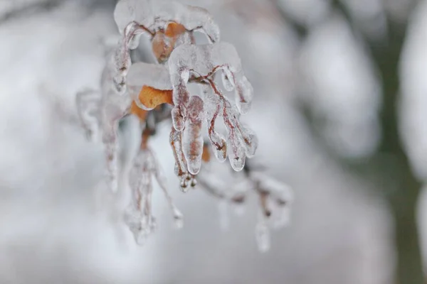 Rami Degli Alberi Ghiacciati Nel Parco Inverno — Foto Stock