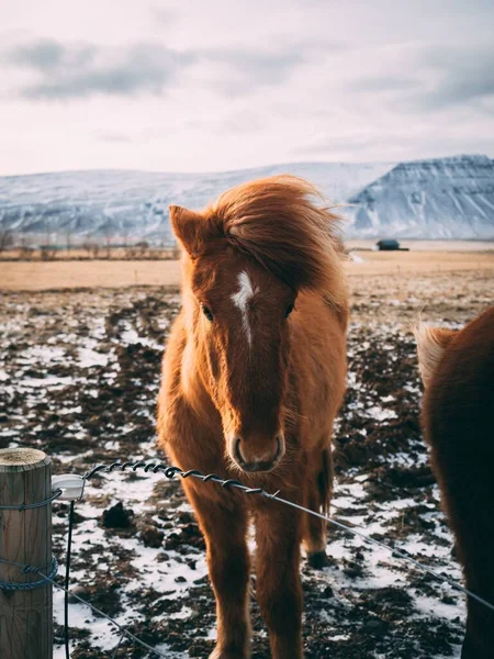 Colpo Verticale Bel Cavallo Bruno Piedi Nel Pascolo Collina Una — Foto Stock