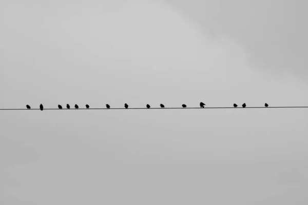 Ptáci Sedící Drátě Šedým Pozadím — Stock fotografie
