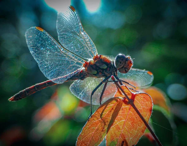 Nahaufnahme Eines Netzgeflügelten Insekts Auf Dem Blatt — Stockfoto