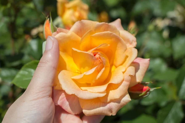 Hands Holding Orange Rose Park Sunny Day — Stock Photo, Image