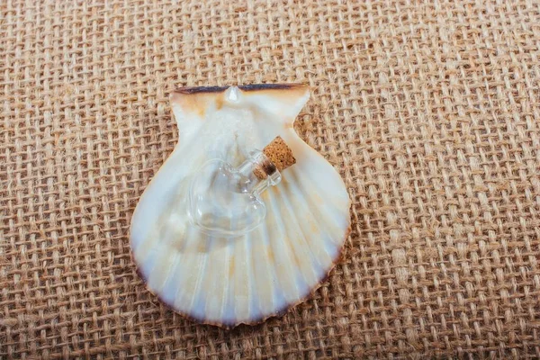 茶色の荒布の上の貝殻のクローズアップ — ストック写真