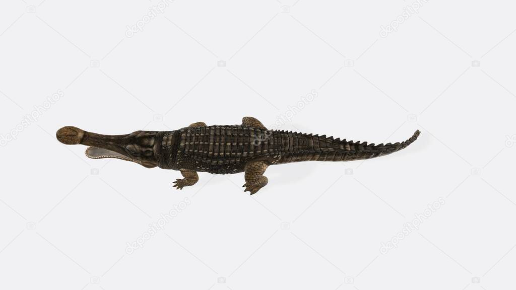 Rendering Rettile Sarcosuco Isolato Fondo Bianco Genere Estinto