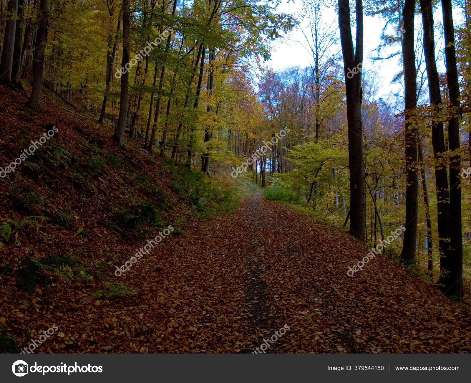 Plano Vertical Camino Bosque Oscuro Místico Ideal Para Fondos Pantalla:  fotografía de stock © Wirestock #379544180 | Depositphotos