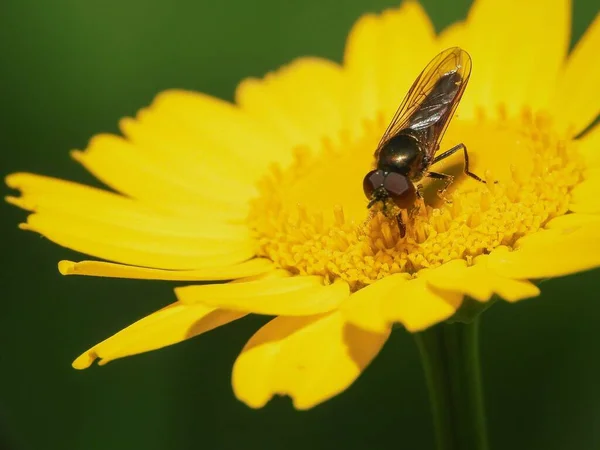 Melanostoma Scalare Hoverfly Muito Comum Que Você Pode Encontrar Toda — Fotografia de Stock