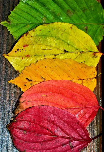 Folhas Coloridas Outono Superfície Madeira — Fotografia de Stock