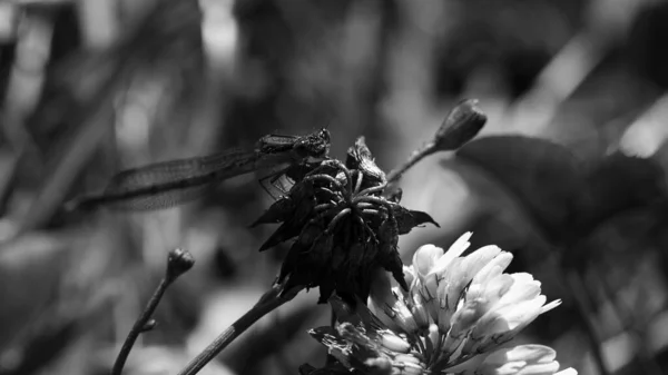 Closeup Greyscale Disparou Dragonfly Que Senta Uma Filial — Fotografia de Stock